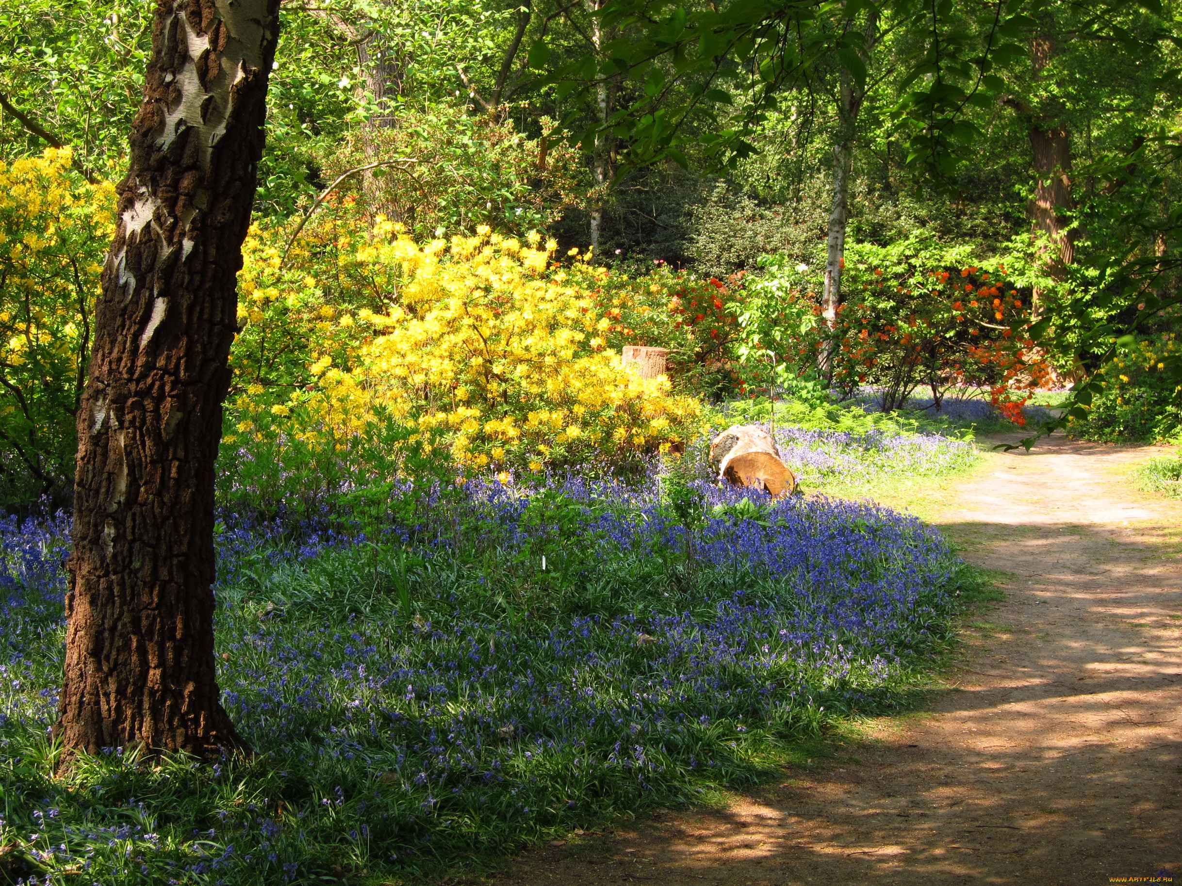 azalea, garden, richmond, england, , , 